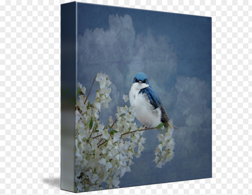 Tree Swallow Blue Jay Gallery Wrap Tina Lindsay PNG
