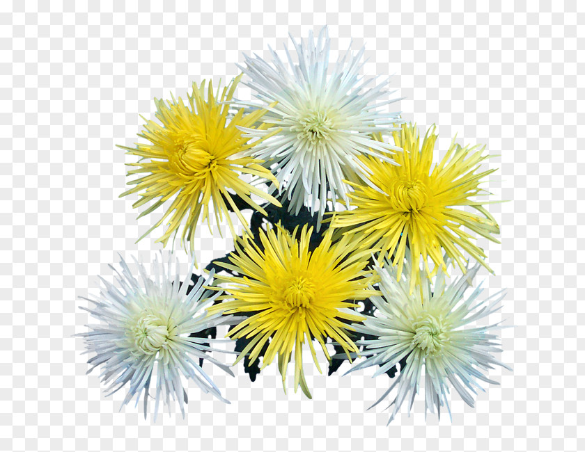 Albert Camus Dandelion Chrysanthemum Annual Plant PNG
