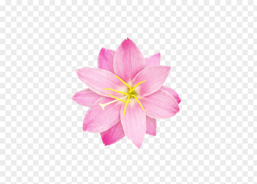 Flower Sticker Data Compression PNG