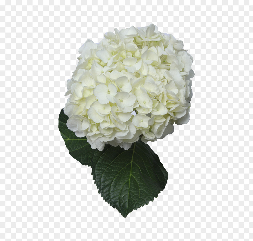 Hydrangea Cut Flowers Floral Design White PNG
