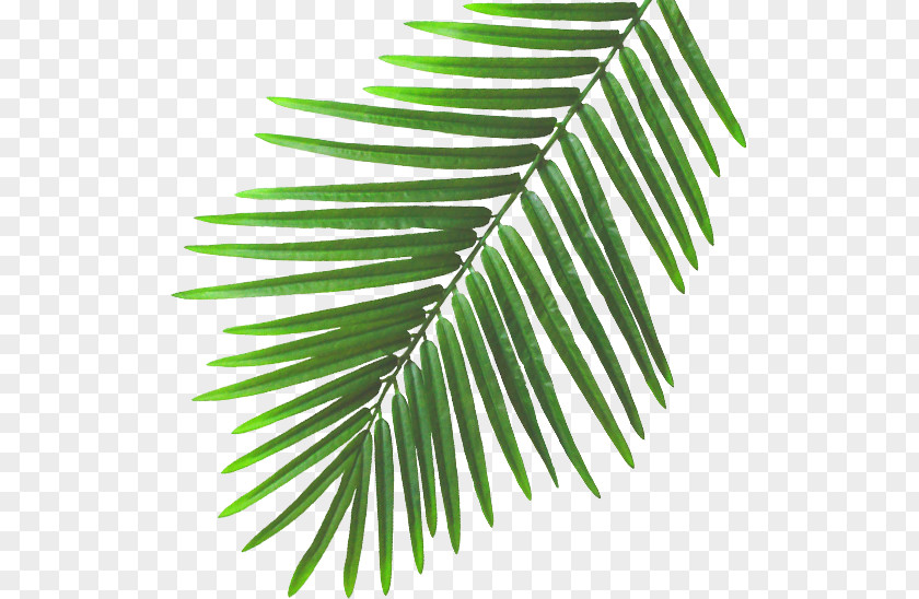 Summer Banana Leaves SlumberTrek Australia. Leaf Ellingworth Parade Plant Stem Beach PNG