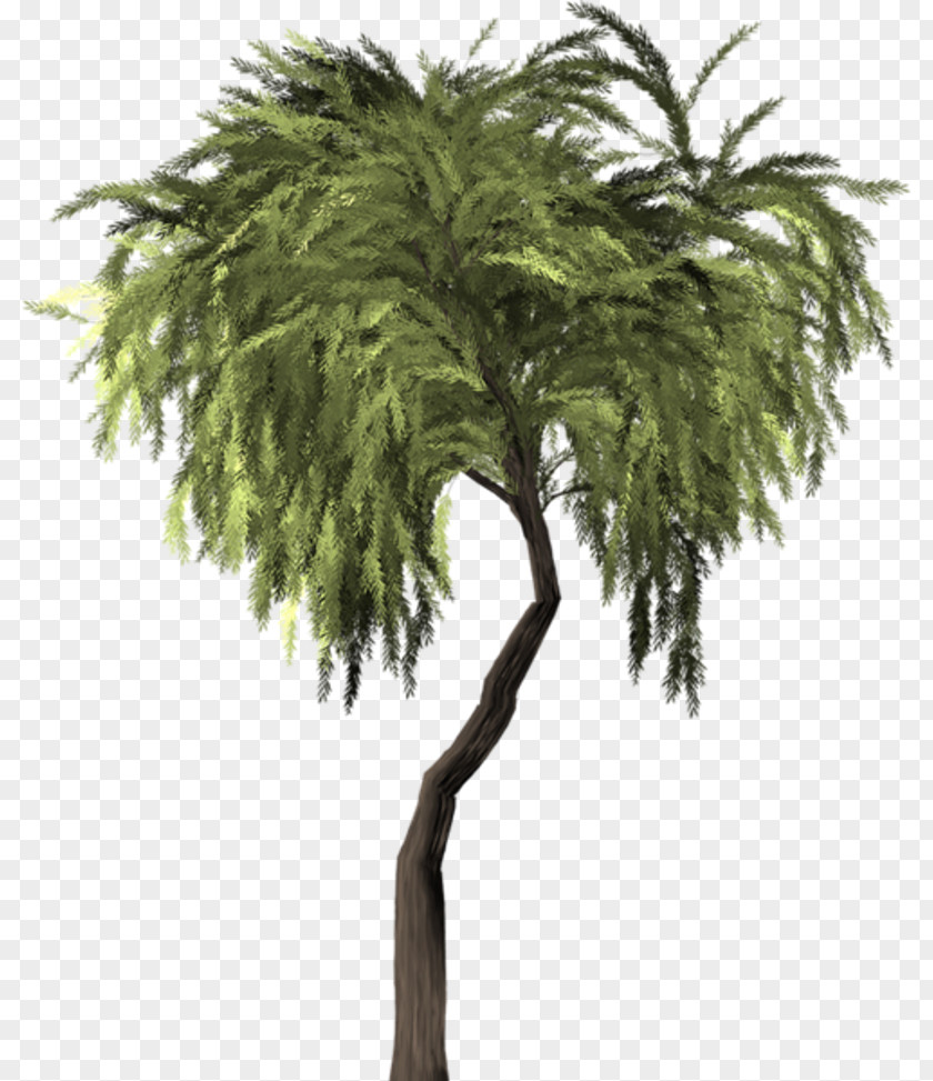 Tree Weeping Willow Asian Palmyra Palm Vascular Plant PNG