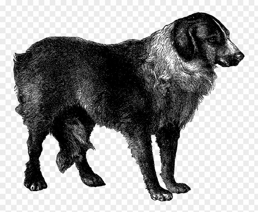 Year Of The Dog Flat-Coated Retriever Rare Breed (dog) Borador Sporting Group PNG