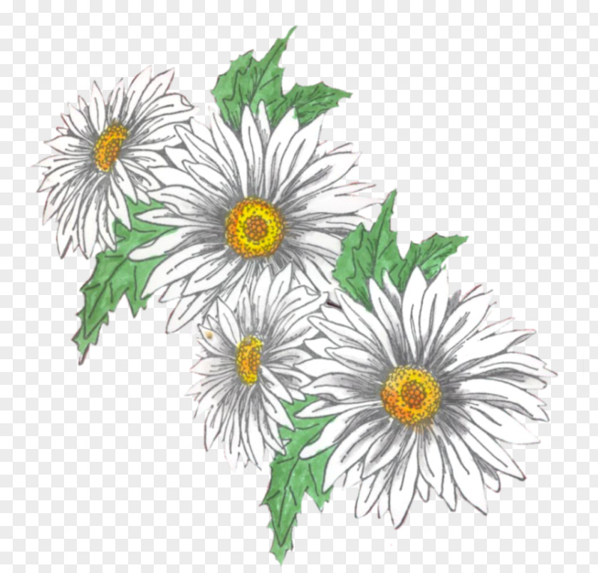 Chrysanthemum Oxeye Daisy Roman Chamomile Floral Design PNG