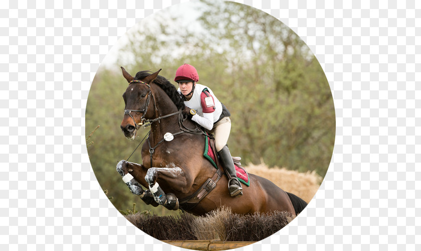 Horse Eventing Equestrian Hunt Seat Endurance Riding PNG