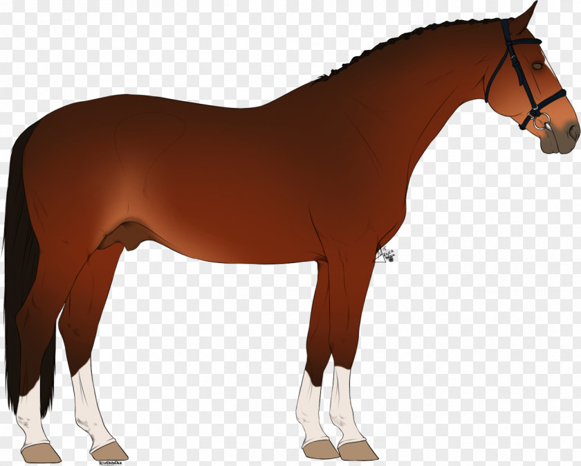 Horse Pony Stallion Rein Mare PNG