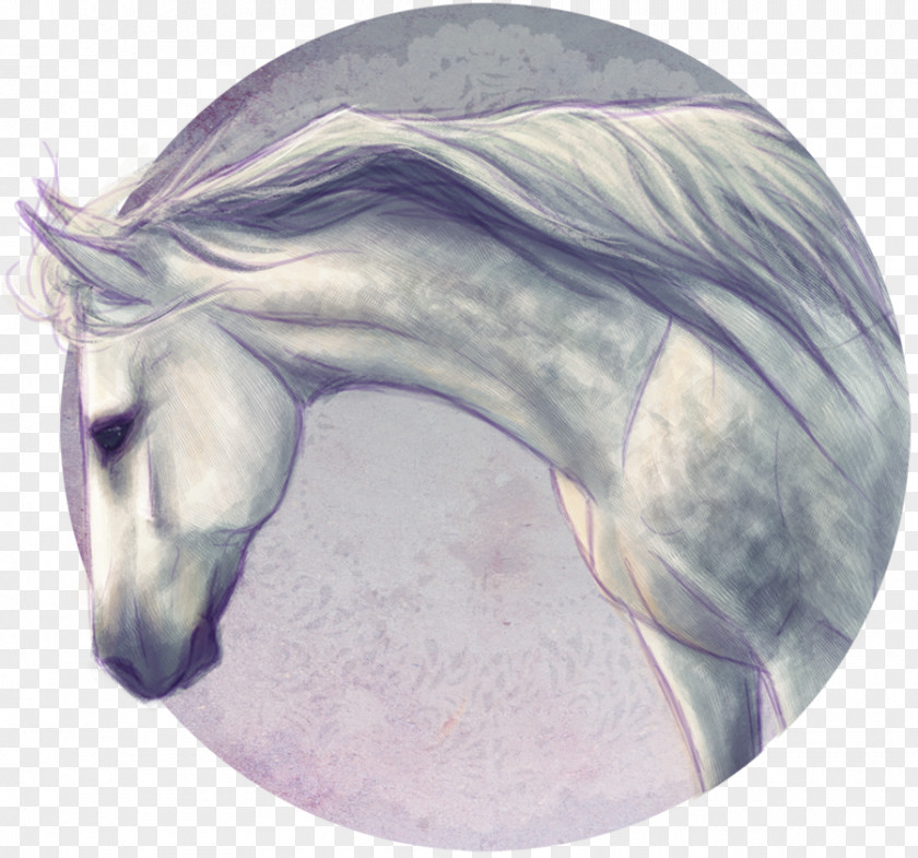 Mustang Snout Unicorn Stallion /m/02csf PNG