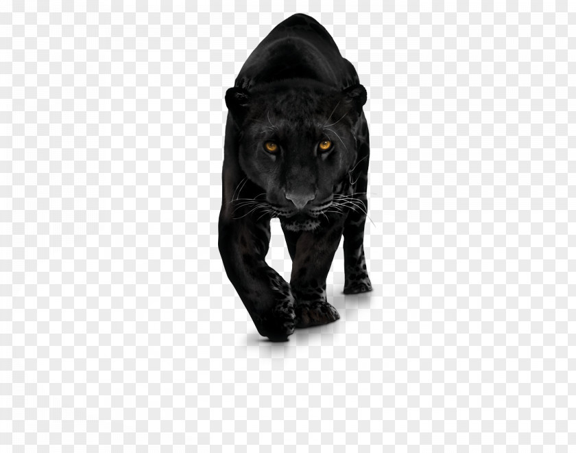Black Panther Leopard Clip Art PNG