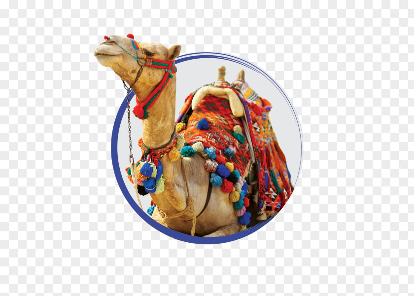 Camel Bactrian Sahara Arabian Desert Stock Photography PNG