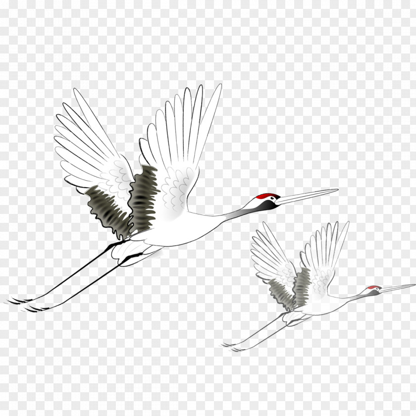 Flight Red-crowned Crane Black Crowned Bird PNG
