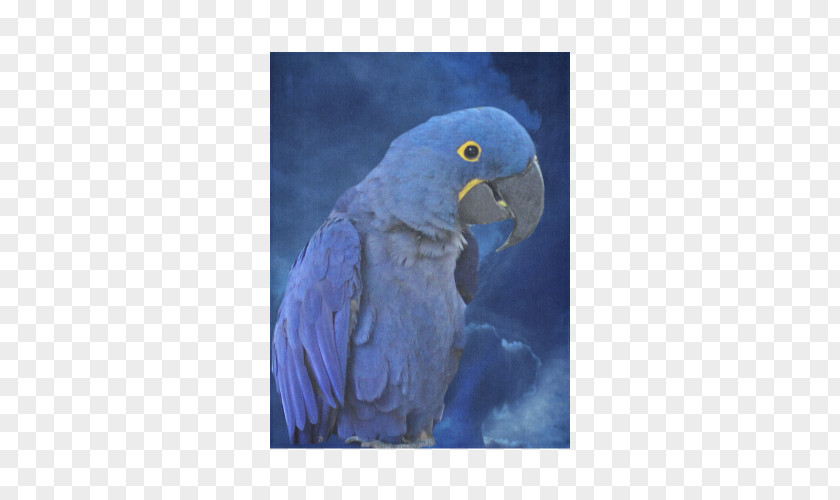 Hyacinth Macaw Budgerigar Bird Blanket PNG