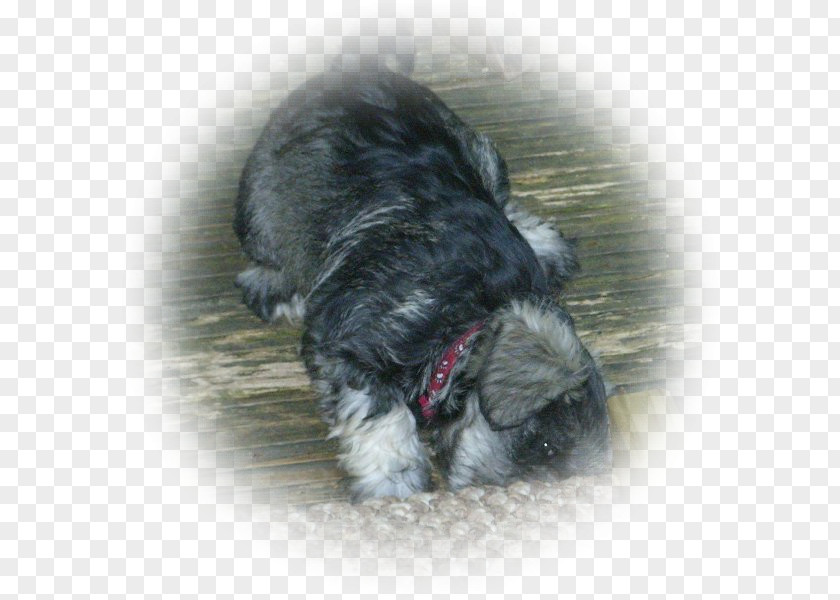 Puppy Miniature Schnauzer Schnoodle Affenpinscher Havanese Dog Lhasa Apso PNG