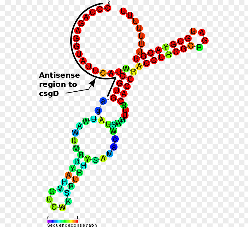 Rna Non-coding RNA OmrA-B Antisense Shine-Dalgarno Sequence PNG