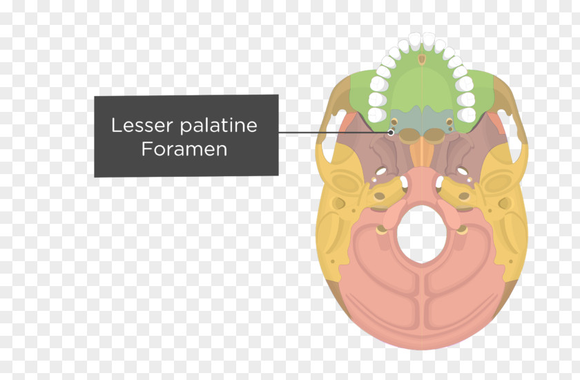 Skull Vomer Occipital Bone Palatine Temporal PNG