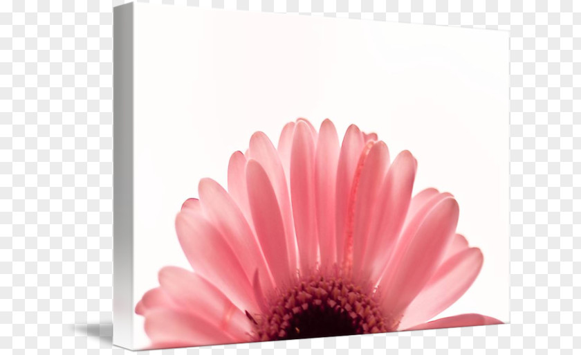 Transvaal Daisy Imagekind Art Motivation Poster PNG