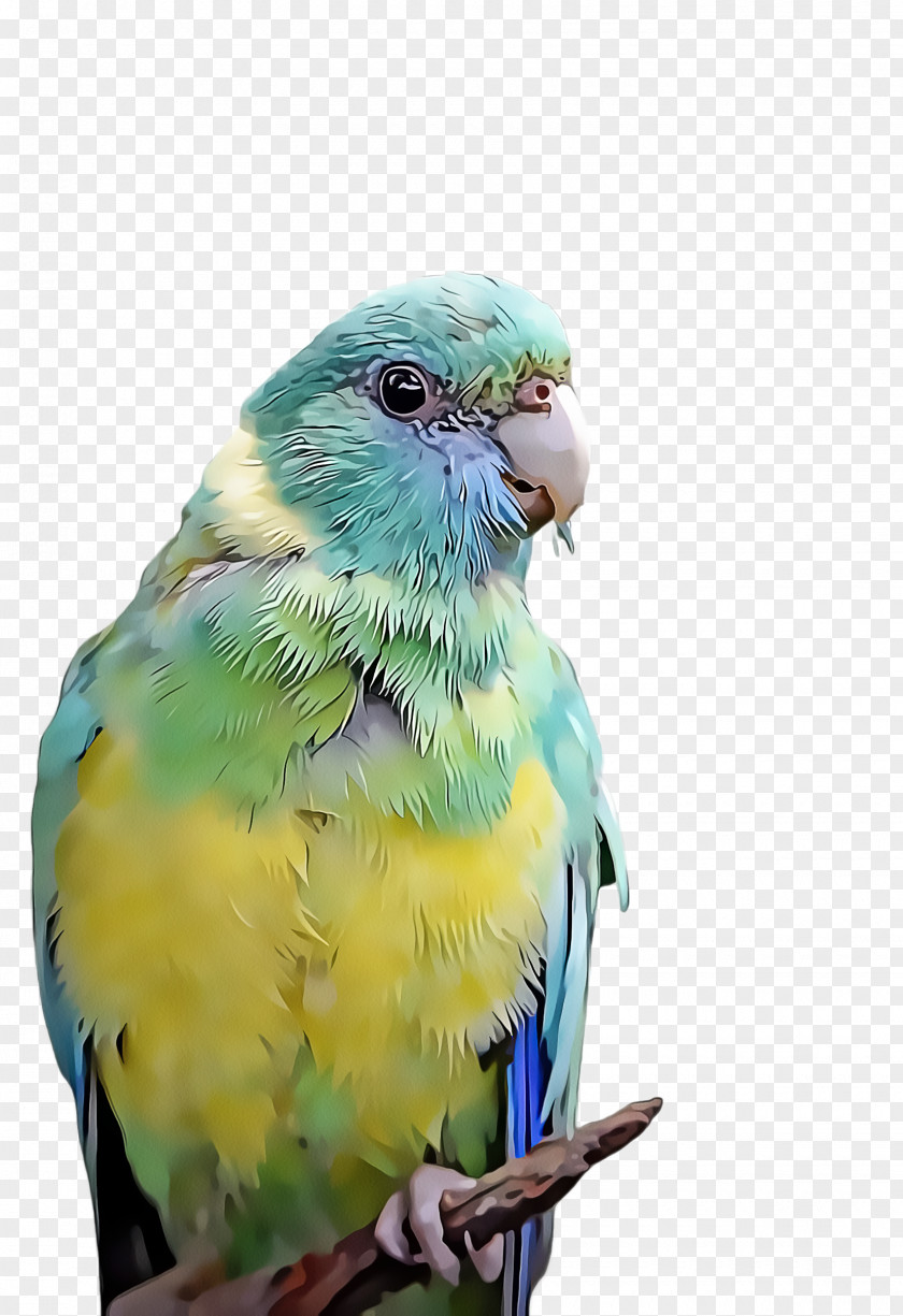 Wing Turquoise Bird Parrot PNG