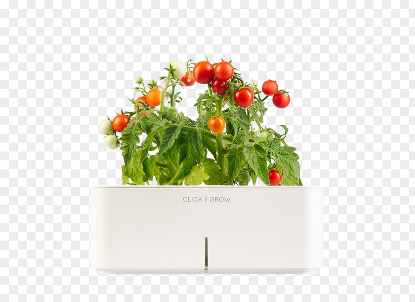 Water Tomatoes Vegetable Gardening Herb Growing Fruit PNG