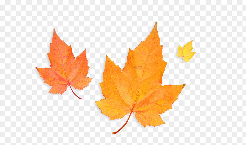 Autumn Leaves Canada Sugar Maple Canadian Gold Leaf Silver PNG