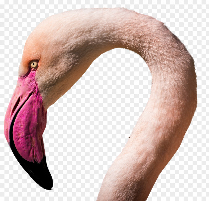 Bird Flamingos Water E-commerce PNG
