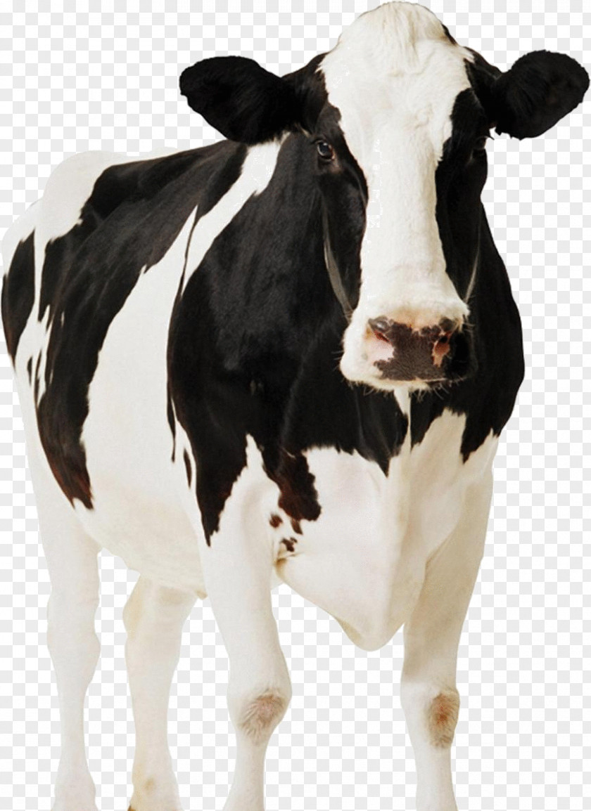 Holstein Friesian Cattle Standee Paperboard Cardboard Dairy PNG