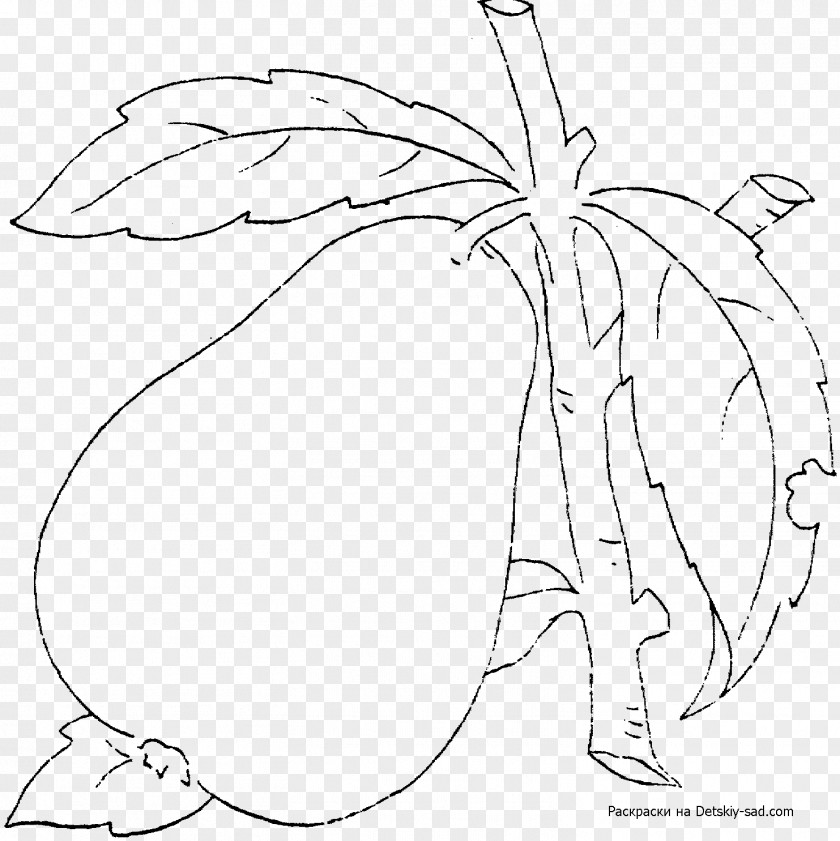 Pear European Drawing Asian Coloring Book Fruit PNG