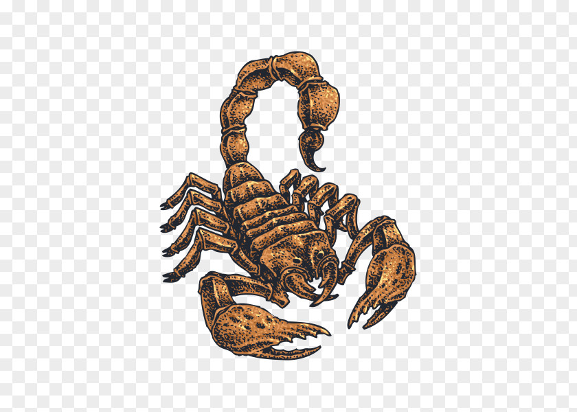 Bumper Sticker Dungeness Crab Decal Polyvinyl Chloride PNG