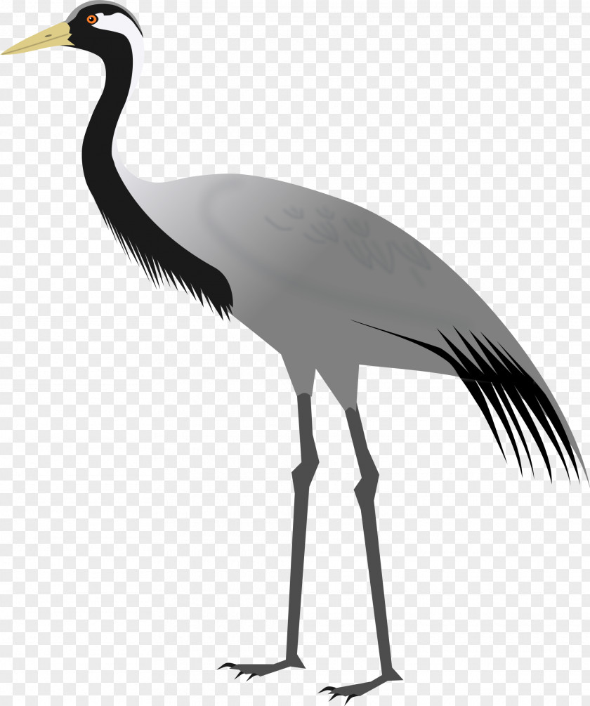 Crane Demoiselle Bird PNG
