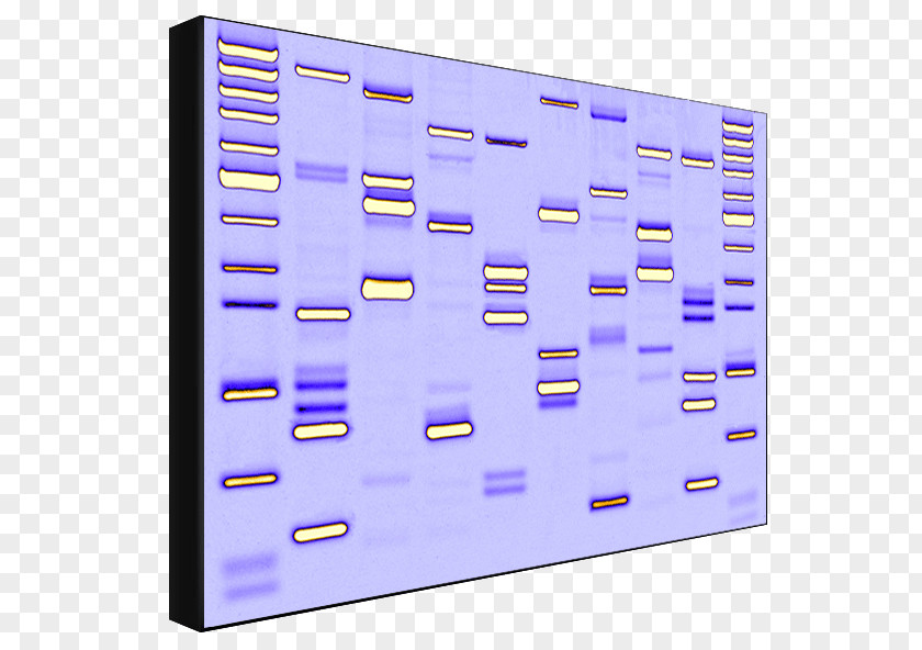 Dna Testing Dynamic DNA Labs Genetic Work Of Art PNG