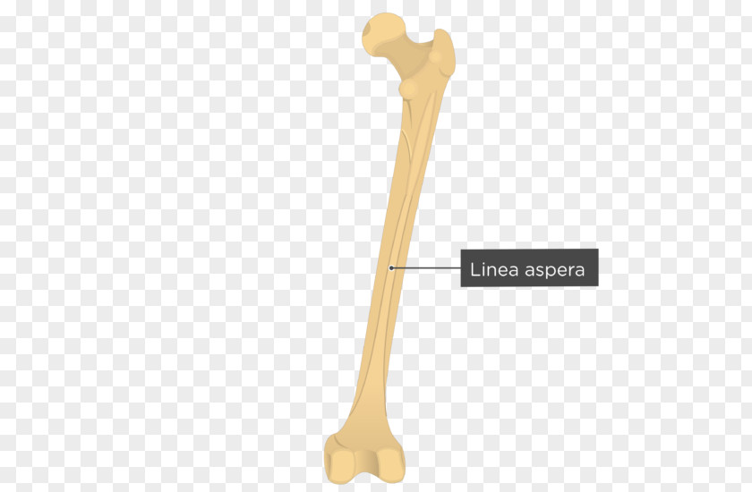Gluteal Tuberosity Muscles Medial Condyle Of Femur Anatomy PNG