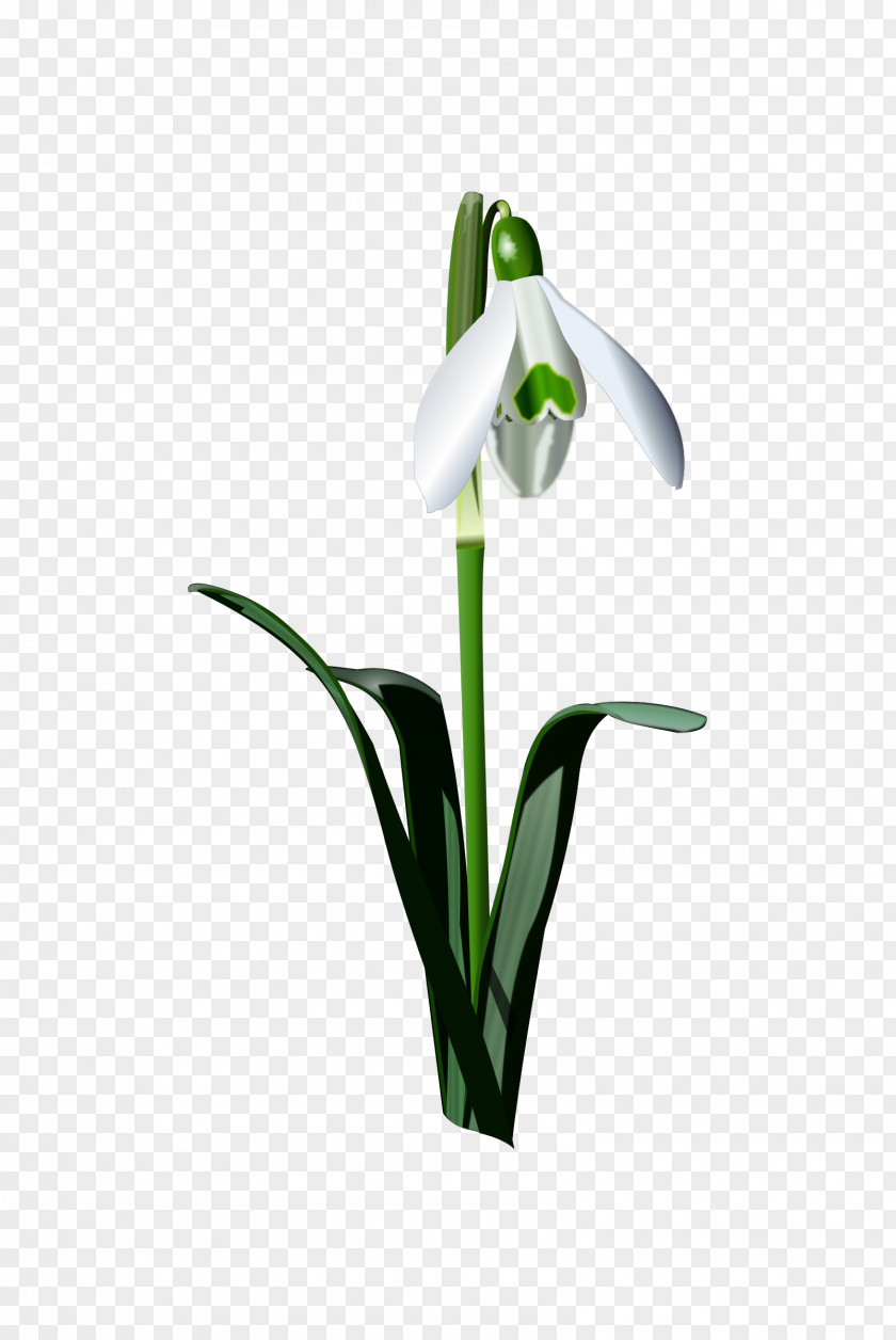 Snowdrop Flower Bulb Clip Art PNG