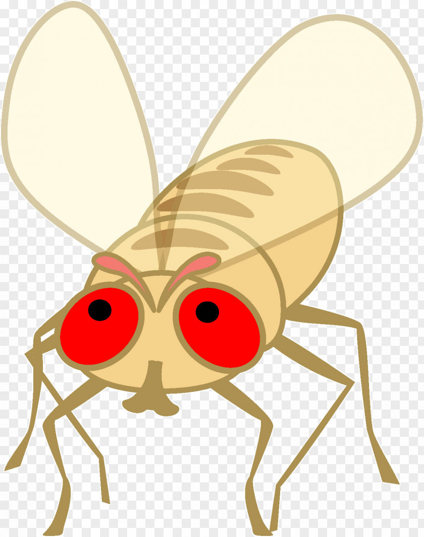 Beetle Illustration Clip Art Product Pollinator PNG