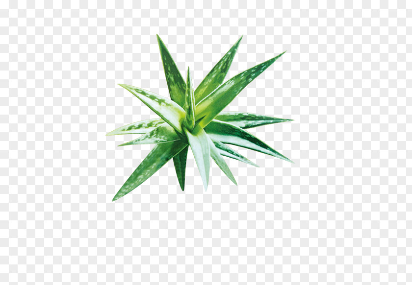 Green Aloe Vera Gel Plant PNG