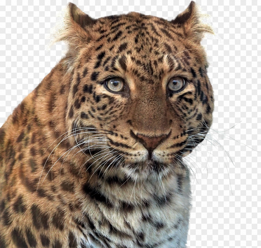 Jaguar Larkspur Elementary School Panther Leopard PNG
