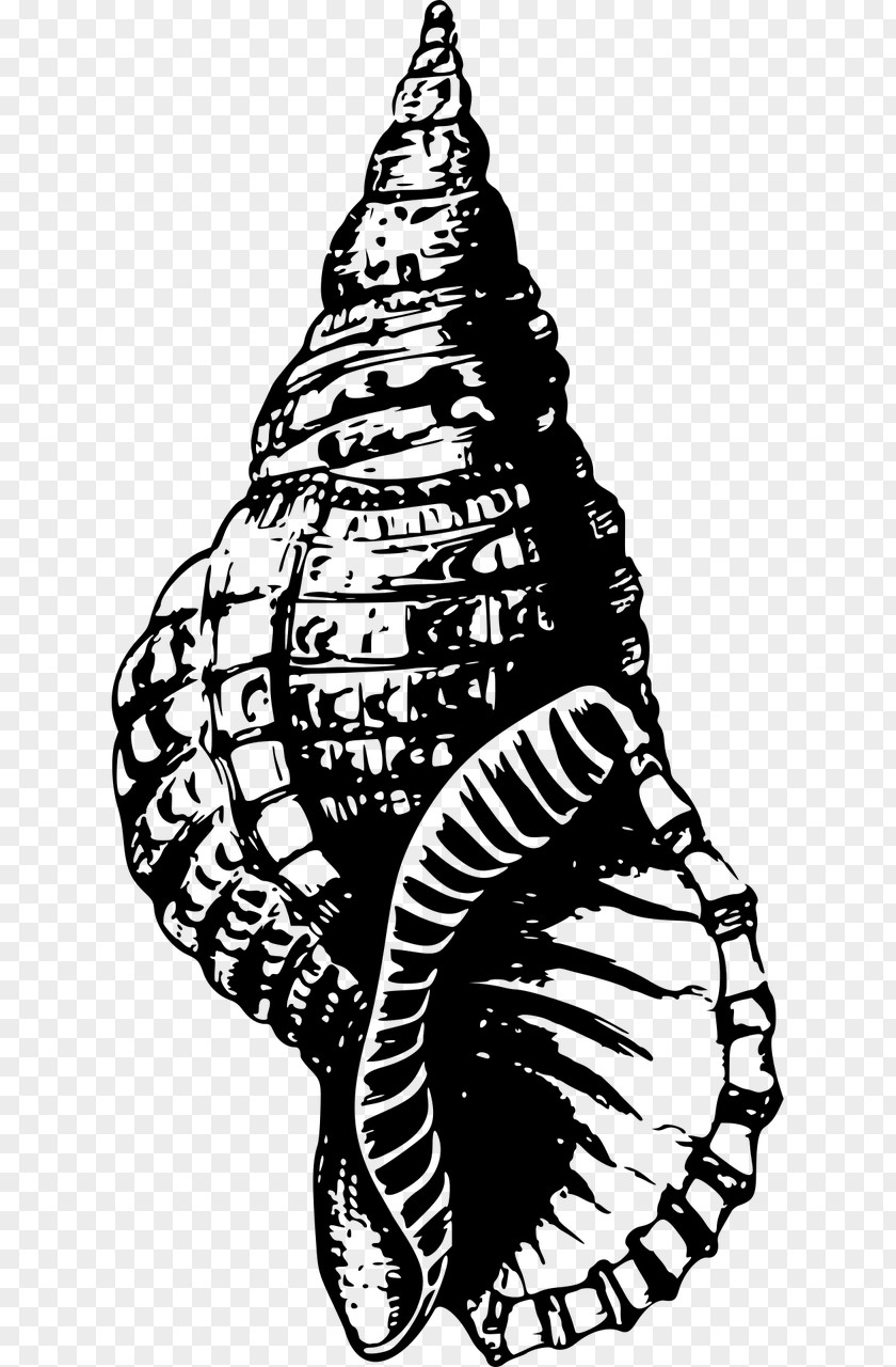 Seashell Mollusc Shell Snail Clip Art PNG