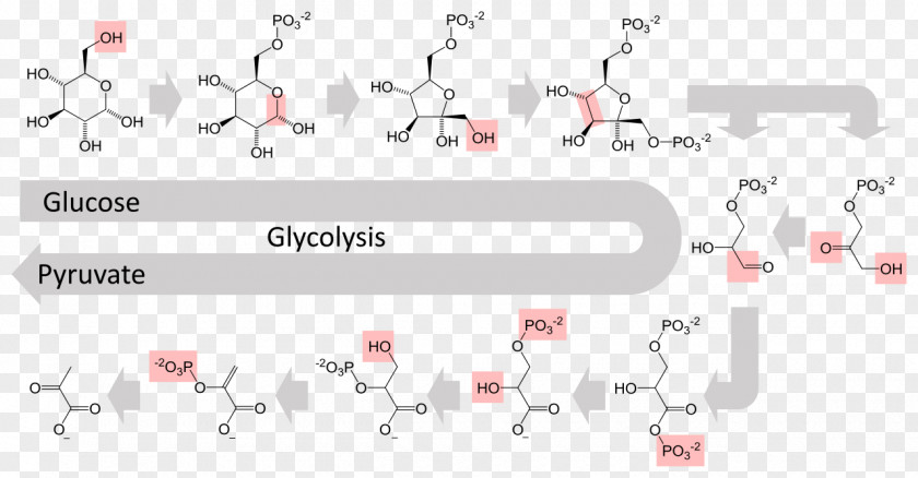 Glycolysis Metabolic Pathway Metabolism Cellular Respiration Anaerobic PNG