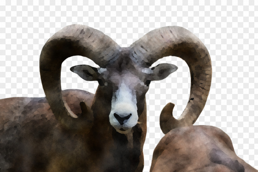 Goats Wildlife Bighorn Argali Horn Sheep PNG