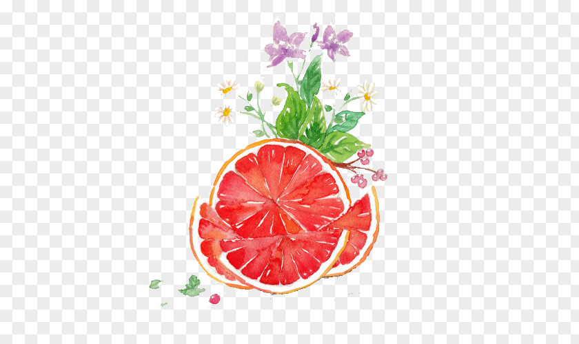 Grapefruit Watercolor Juice Pomelo Painting PNG