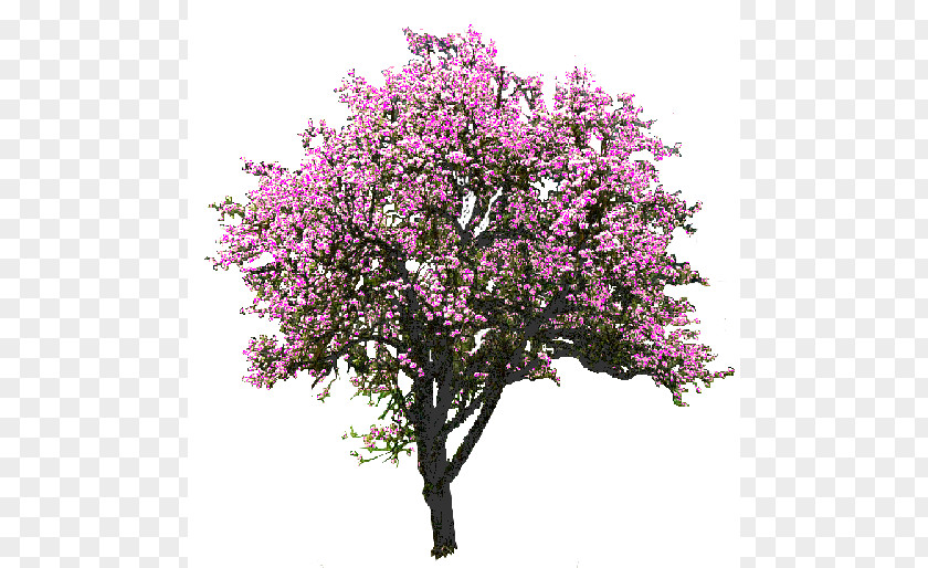 Lilac Flower Tree Magnolia Rendering Clip Art PNG