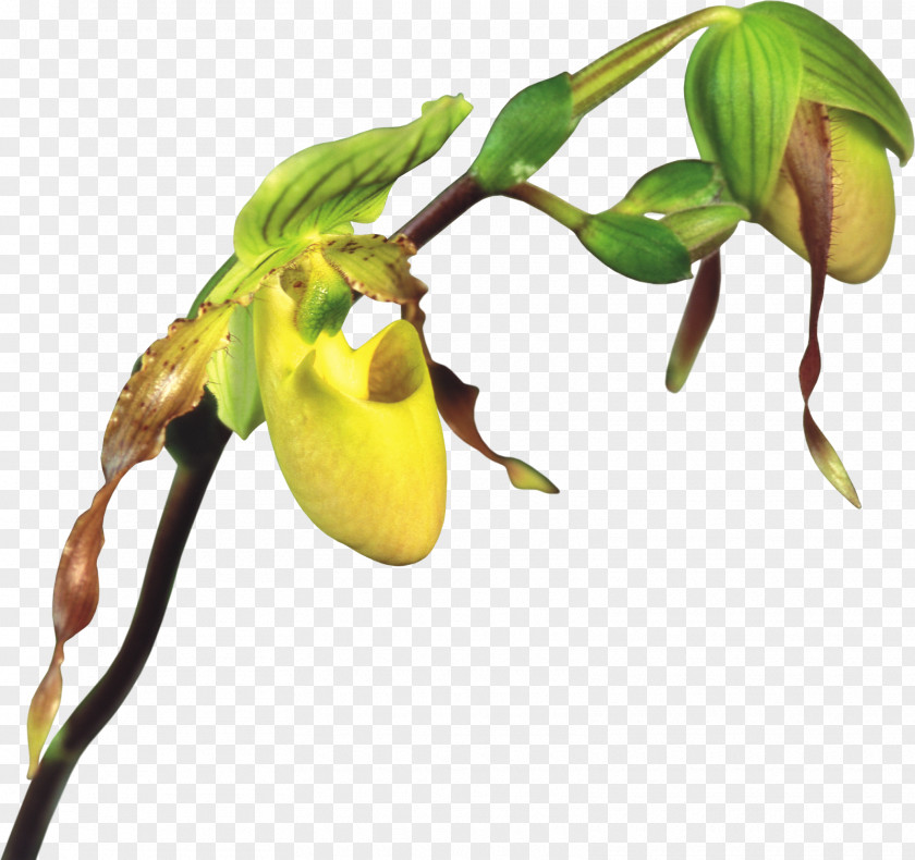 Orchids Clip Art PNG