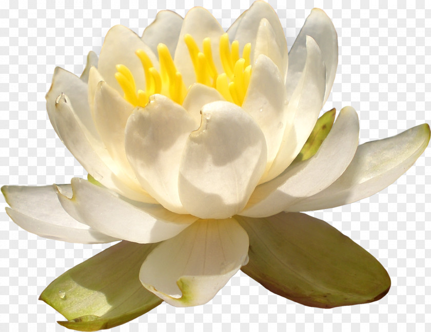 Petal Proteales Portable Network Graphics Flower PNG Flower, flower clipart PNG