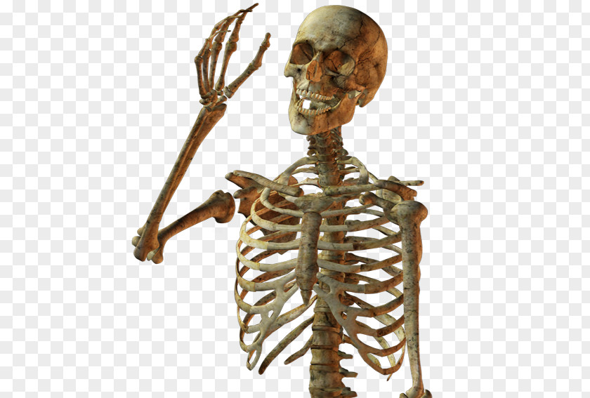 Skull Skeleton Calavera Human PNG