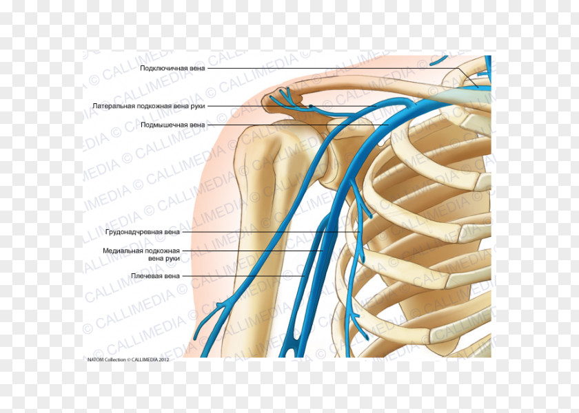 Arm Thumb Vein Shoulder Human Anatomy PNG