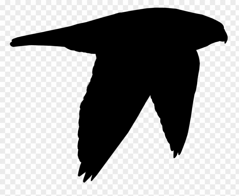 Beak Clip Art Black Bird Silhouette PNG