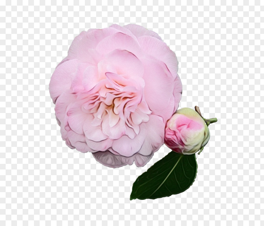 Garden Roses Cabbage Rose Floribunda Peony Cut Flowers PNG