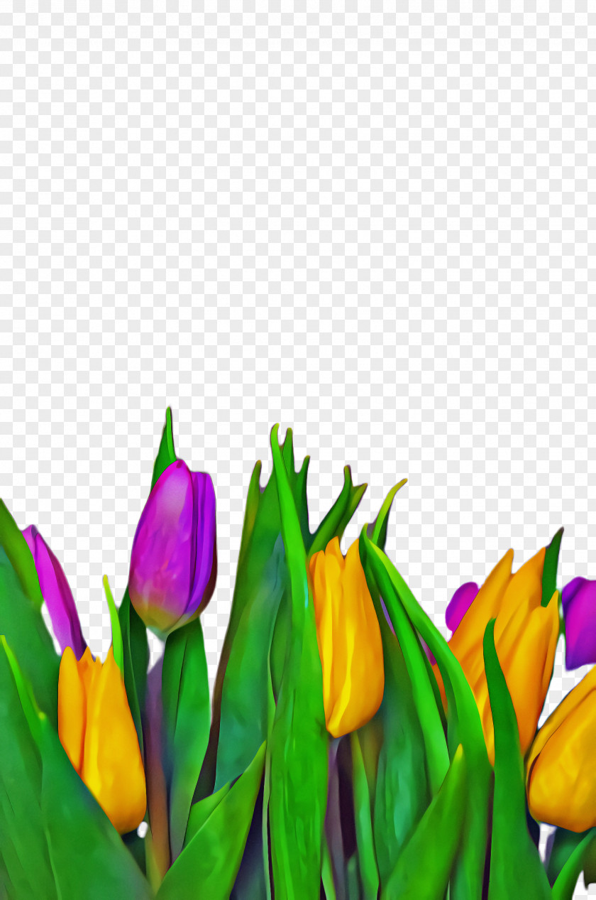 Lily Family Botany Flowers Background PNG