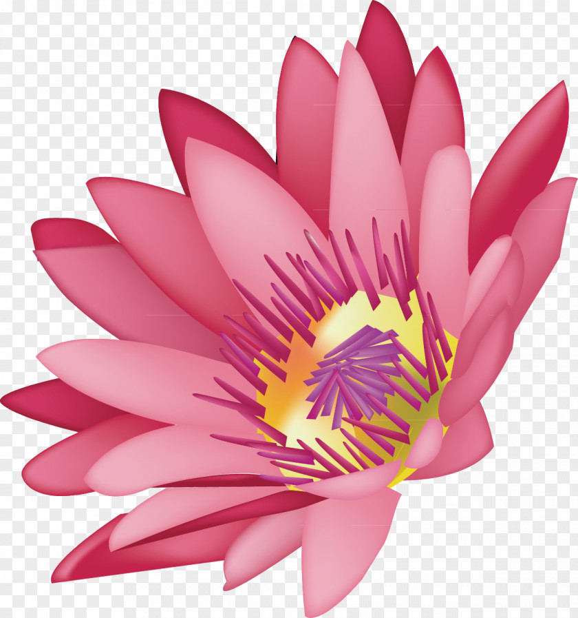 Lotus Decoration Design Drawing Graphics PNG