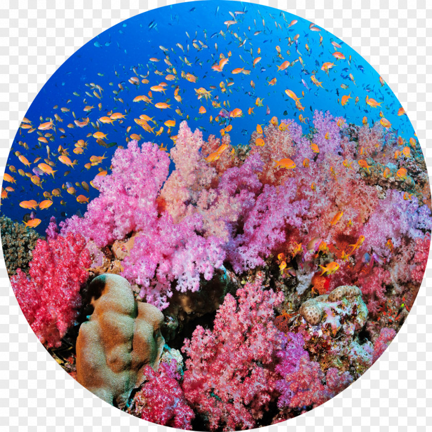 Sea Coral Reef Bligh Water The Barrier Great PNG