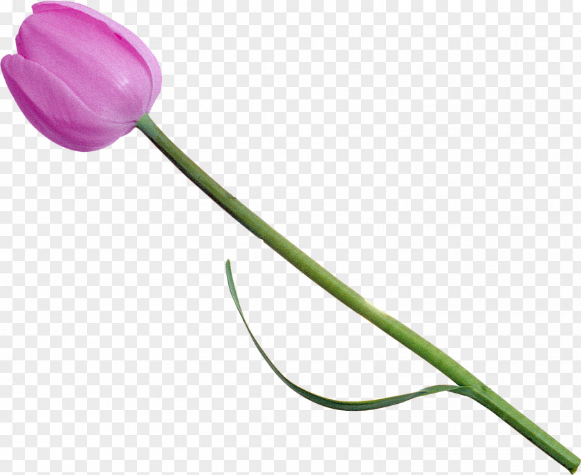 Tulip Flower Photography PNG