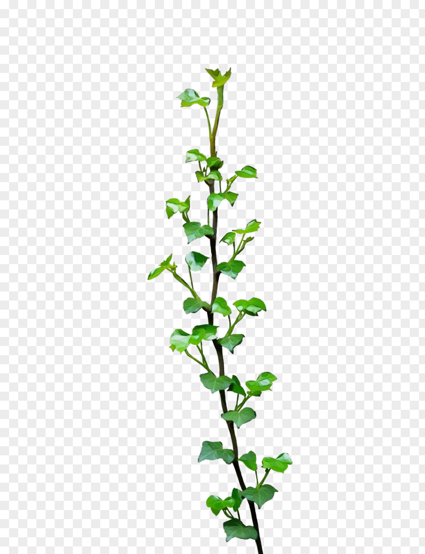 Figwort Mock Orange Twig Plant Stem Subshrub Leaf Flower PNG