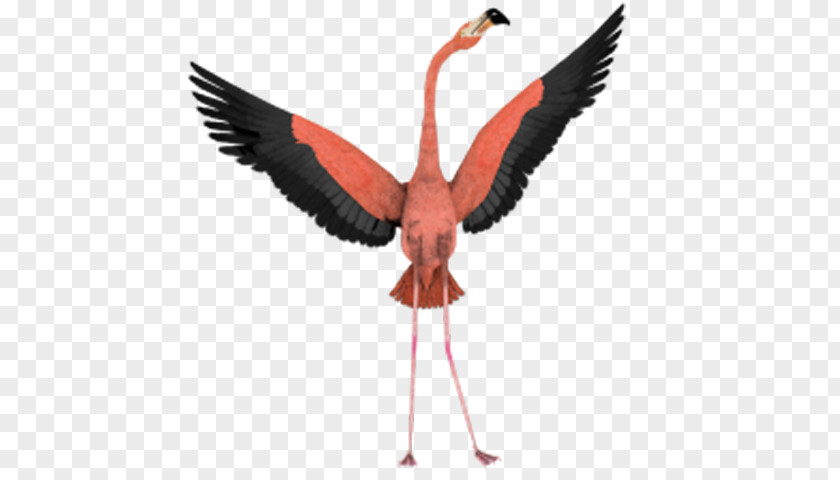 Flamingo Spreading Its Wings Bird Flight Wing Clip Art PNG